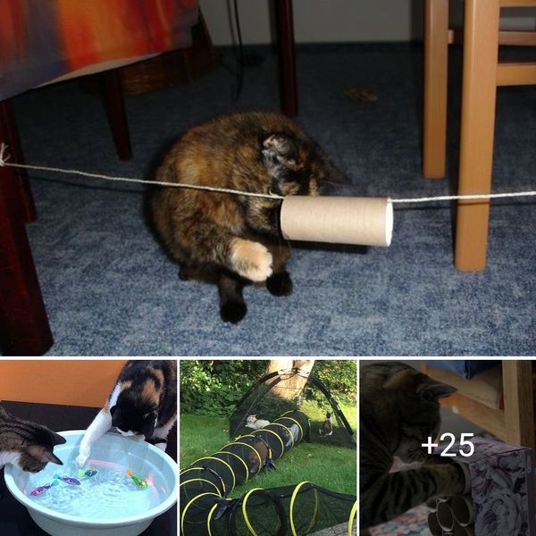 DIY Cat Toys That Will Help Keep Any Cat Happy